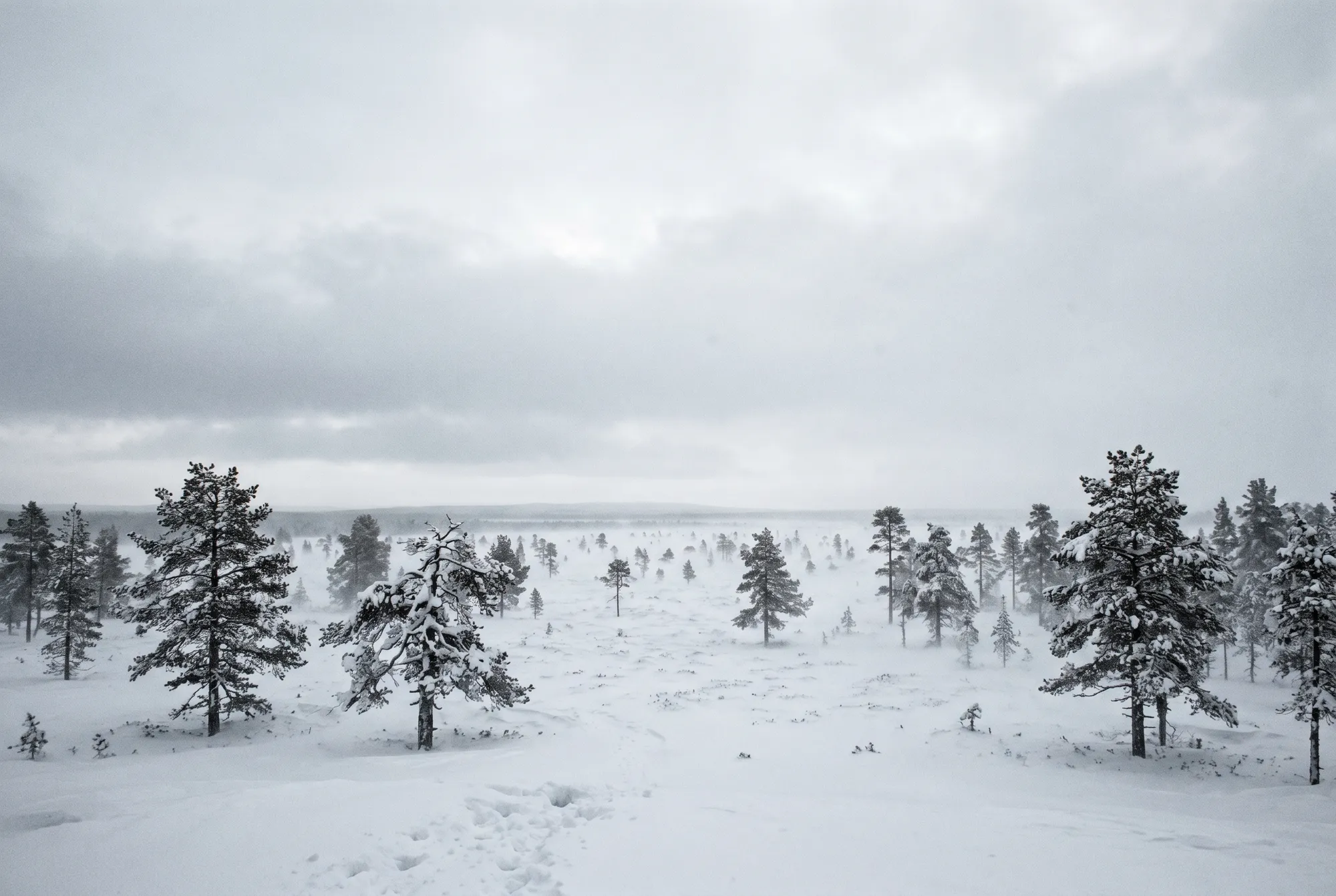 Scots pine forest in Krasnoyarsk Krai