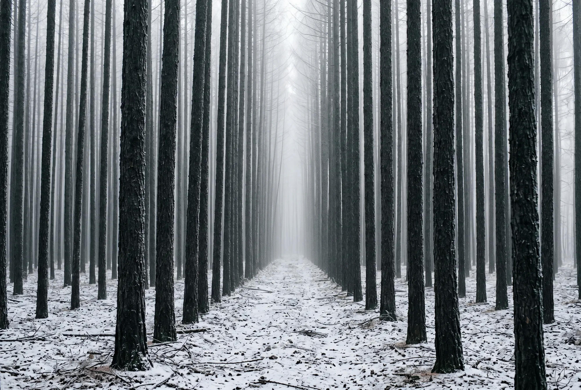 Dense larch forest in Novosibirsk region