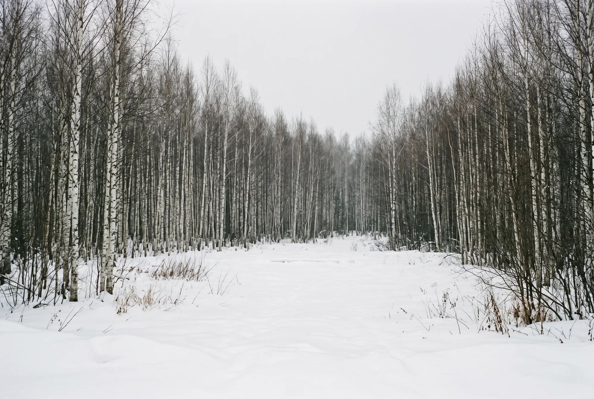 Silver birch forest in Tyumen Oblast